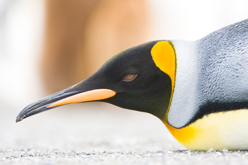 King Penguin